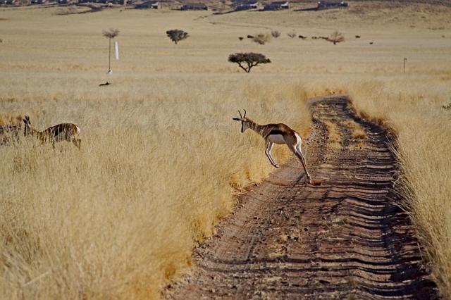 066 Namib Desert, namibrand nature reserve, springbok.JPG